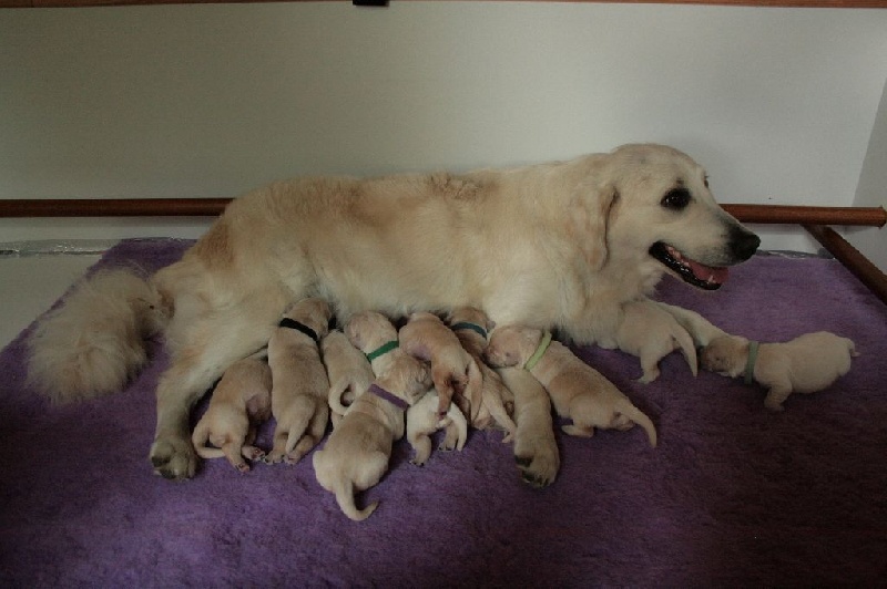 Chiot Golden Retriever De La Pierre Noire Etoilée